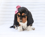 Small #4 Basset Hound