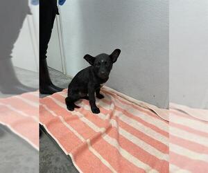 Labrador Retriever Dogs for adoption in Rosenberg, TX, USA