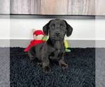 Small Photo #1 Doxle Puppy For Sale in FRANKLIN, IN, USA