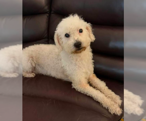 Medium Photo #1 Poodle (Miniature)-Unknown Mix Puppy For Sale in Cranston, RI, USA