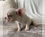 Small Photo #13 French Bulldog Puppy For Sale in JOHNS ISLAND, SC, USA