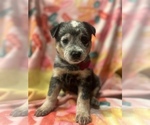 Small Photo #5 Australian Cattle Dog Puppy For Sale in YUCAIPA, CA, USA