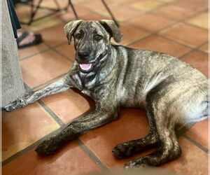 Huskies -Neapolitan Mastiff Mix Dogs for adoption in Mesa, AZ, USA