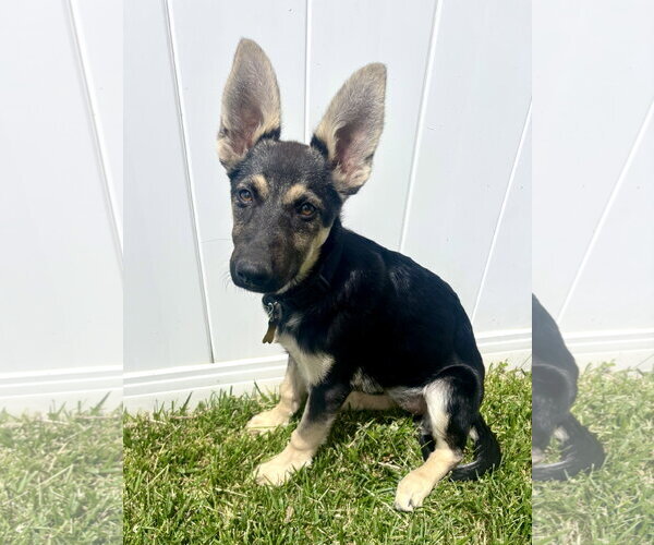Medium Photo #1 German Shepherd Dog Puppy For Sale in Sandy, UT, USA