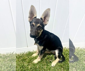 German Shepherd Dog Dogs for adoption in Sandy, UT, USA