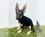 Small German Shepherd Dog