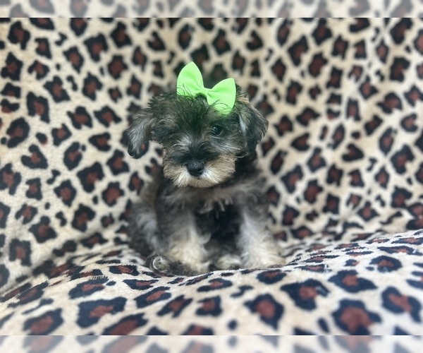 Medium Photo #2 Schnauzer (Miniature) Puppy For Sale in LAKELAND, FL, USA