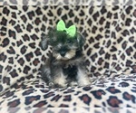 Small #1 Schnauzer (Miniature)