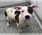 Small Treeing Walker Coonhound Mix