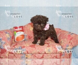 Poodle (Toy) Puppy for sale in SANGER, TX, USA