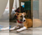 Small #7 Black Mouth Cur Mix