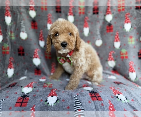 Medium Photo #6 Cock-A-Poo Puppy For Sale in LAKELAND, FL, USA