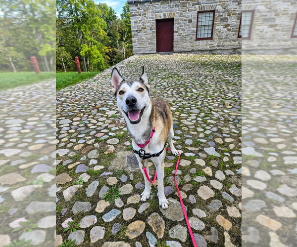Medium Photo #4 Siberian Husky-Unknown Mix Puppy For Sale in Gloversville, NY, USA
