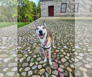 Kira - Female Siberian Husky-Unknown Mix Dog for Adoption - Photo #4