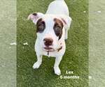 Small #11 Pug-Staffordshire Bull Terrier Mix