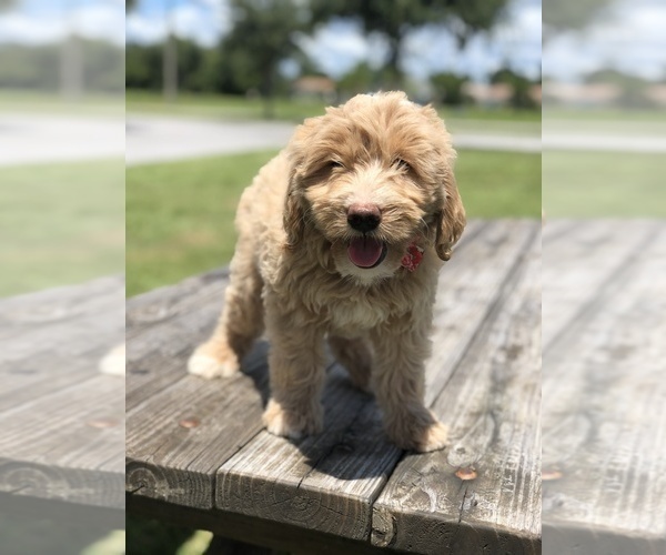 Medium Photo #9 Goldendoodle Puppy For Sale in KISSIMMEE, FL, USA