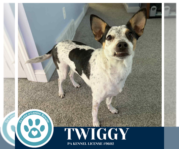 Medium Photo #2 Mutt Puppy For Sale in Kimberton, PA, USA