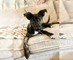 Small #1 American Staffordshire Terrier Mix