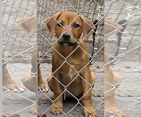 Medium Photo #2 Labrador Retriever-Unknown Mix Puppy For Sale in Decatur, GA, USA