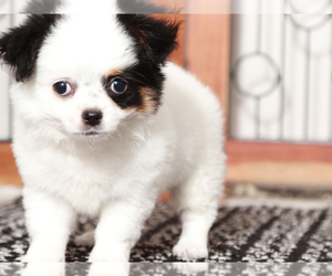 Chihuahua Puppy for sale in NAPLES, FL, USA