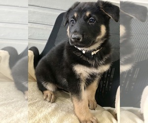 German Shepherd Dog Puppy for sale in BRIGHTON, CO, USA