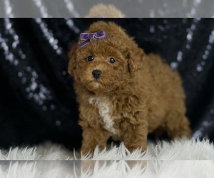 Maltipoo Puppy for sale in WARSAW, IN, USA