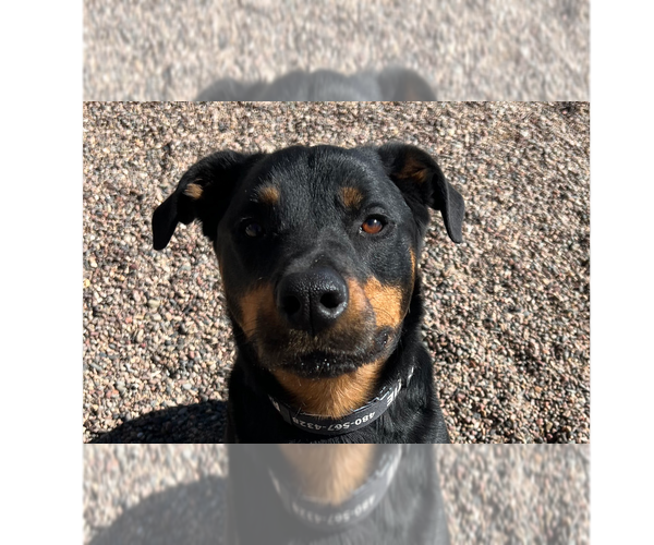 Medium Photo #5 Rottweiler Puppy For Sale in Gilbert, AZ, USA