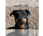 Small #4 Rottweiler