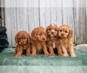 Cavapoo Litter for sale in SUGARCREEK, OH, USA