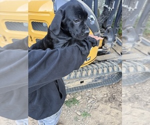 Medium Cane Corso