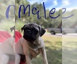 Image preview for Ad Listing. Nickname: Pug puppies