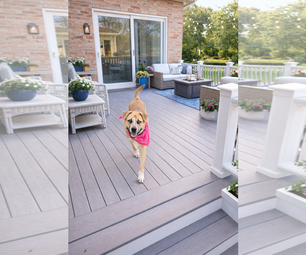 Medium Photo #2 Mutt Puppy For Sale in Euless, TX, USA