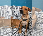 Small #3 Labrador Retriever Mix