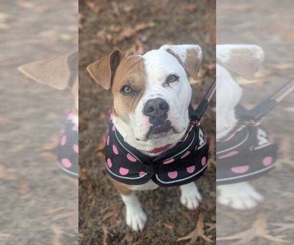 Medium Photo #5 American Bulldog-American Staffordshire Terrier Mix Puppy For Sale in Lawrenceville, NJ, USA