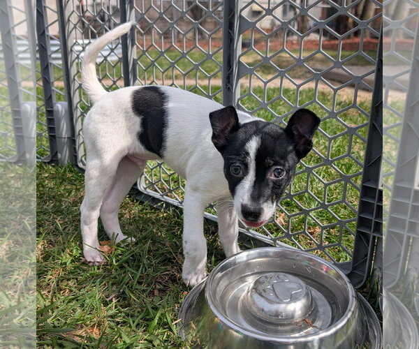 Medium Photo #9 Mutt Puppy For Sale in Brooklyn Center, MN, USA