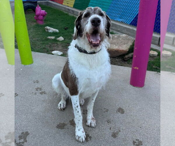 Medium Photo #3 Great Dane-Unknown Mix Puppy For Sale in Canton, CT, USA