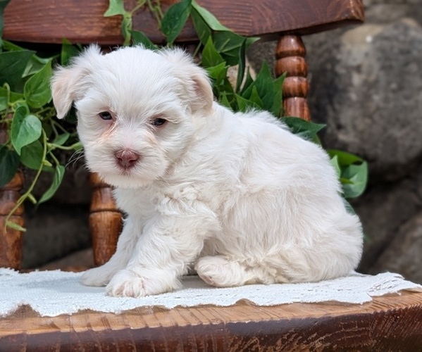 Medium Photo #29 Havanese Puppy For Sale in GOSHEN, IN, USA
