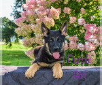 Small Photo #2 German Shepherd Dog Puppy For Sale in MUNNSVILLE, NY, USA