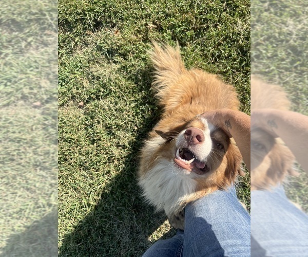 Medium Photo #10 Border Collie Puppy For Sale in FREEMAN, MO, USA