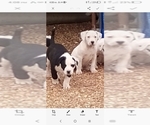 Small Photo #24 American Pit Bull Terrier-Labrador Retriever Mix Puppy For Sale in MOORESBORO, NC, USA