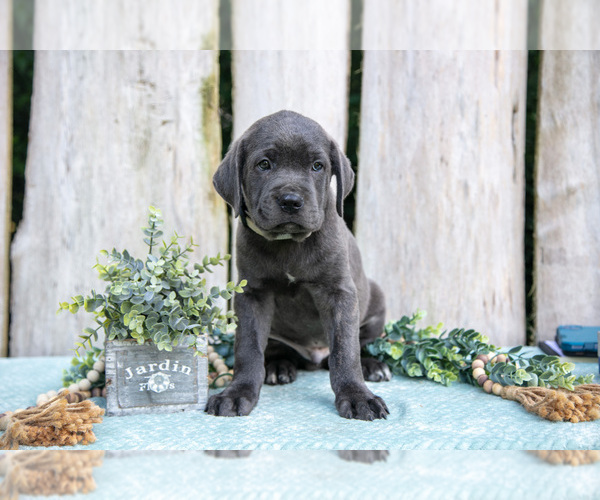 Medium Photo #2 Cane Corso Puppy For Sale in HOWE, IN, USA