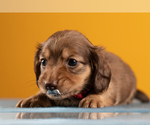 Small Photo #28 Dachshund Puppy For Sale in CROWLEY, TX, USA