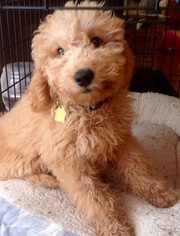Goldendoodle Puppy for sale in HARBOR CITY, CA, USA