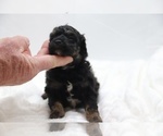 Small #10 Cockapoo