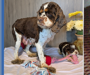 Mother of the Cocker Spaniel puppies born on 12/21/2024
