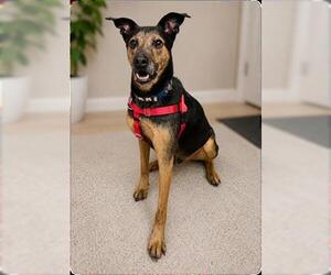 German Shepherd Dog-Unknown Mix Dogs for adoption in Frisco, CO, USA