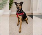 Small German Shepherd Dog Mix