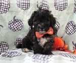 Small Photo #5 Shih-Poo Puppy For Sale in LAKELAND, FL, USA