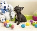 Small Photo #1 French Bulldog Puppy For Sale in LILBURN, GA, USA