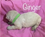 Small Photo #3 English Cream Golden Retriever Puppy For Sale in DEARBORN, MO, USA
